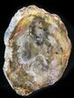 Araucaria Petrified Wood From Madagascar - #24575-1